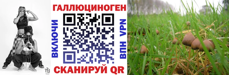 darknet наркотические препараты  Пугачёв  Галлюциногенные грибы Psilocybe 